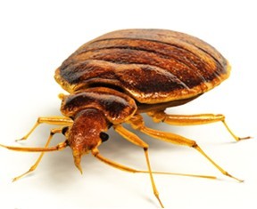 Important Information on Bed Bug Prevention and Control